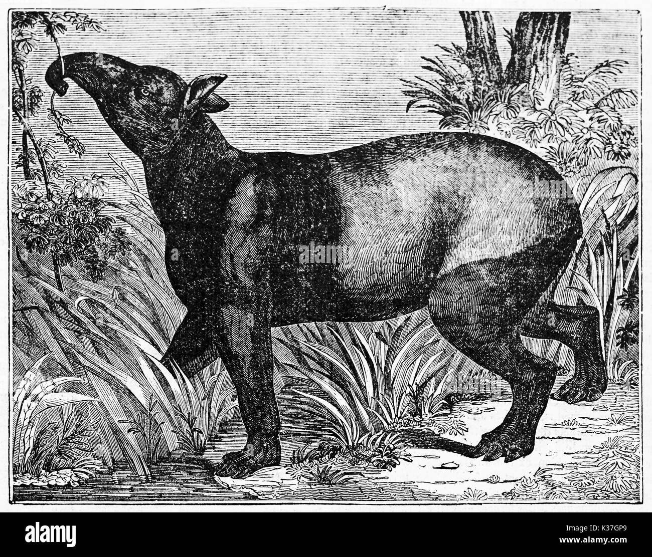 Malayan Tapir (Tapirus indicus) auf der Suche nach pflanzlicher Nahrung in seiner natürlichen Umgebung, ein Wald oder Dschungel. Alte Illustration von unbekannter Autor auf Magasin Pittoresque Paris 1834 veröffentlicht. Stockfoto