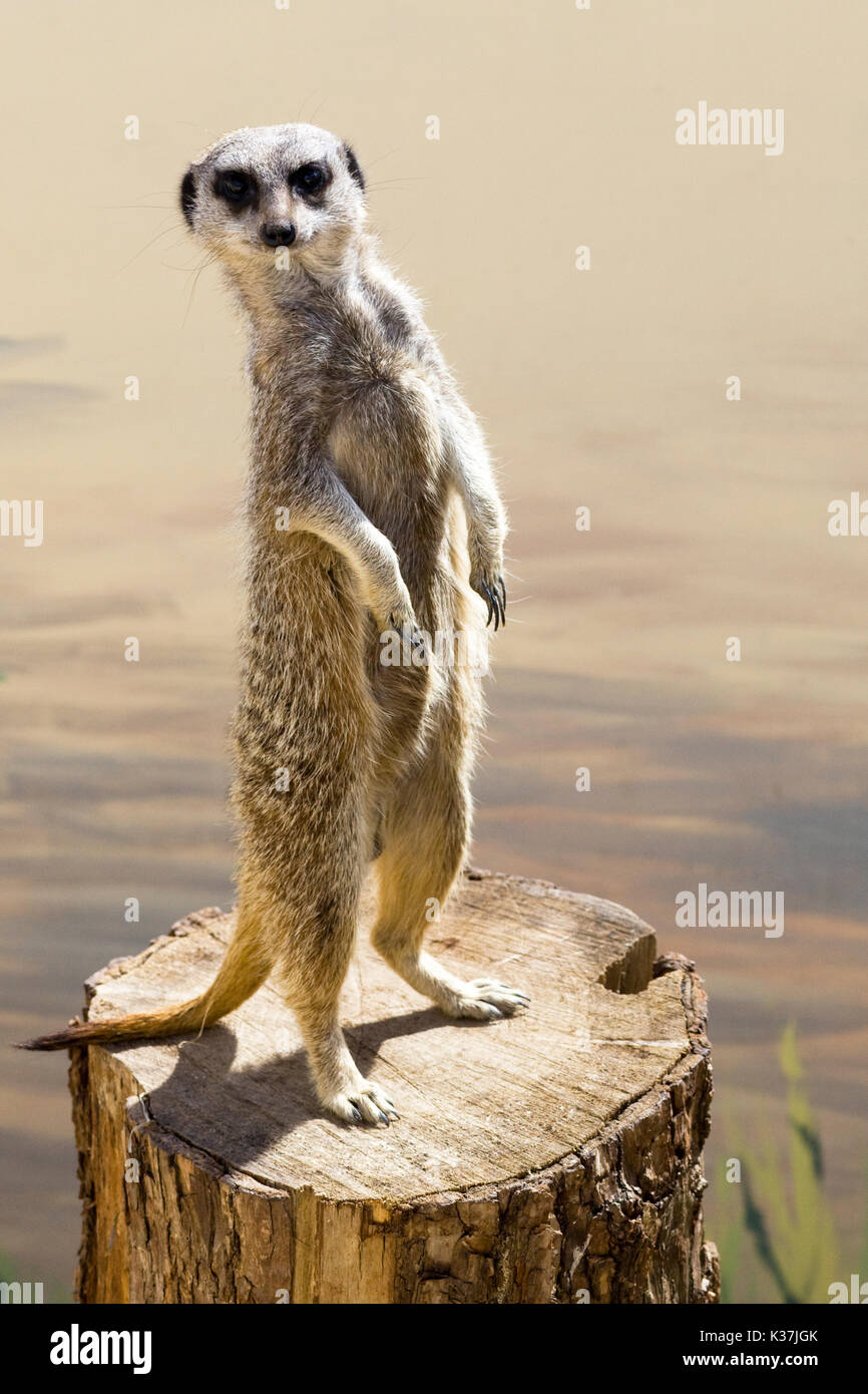 Erdmännchen, Suricata suricatta, auf einer hölzernen anmelden Stockfoto