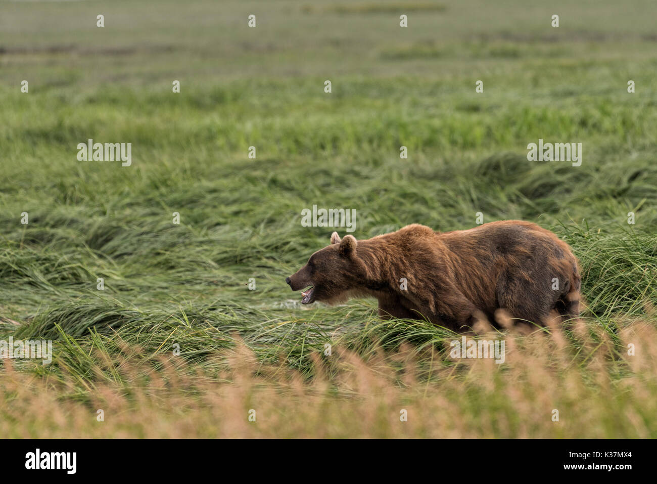 Ein brauner Bär nach leistungsbeschreibung als bärtige Lady bekannten Wanderungen durch Segge Gras an der McNeil River State Game Sanctuary auf der Kenai Halbinsel, Alaska. Der abgelegene Standort ist nur mit einer Sondergenehmigung erreichbar und ist der weltweit größte saisonale Population von Braunbären in ihrer natürlichen Umgebung. Stockfoto