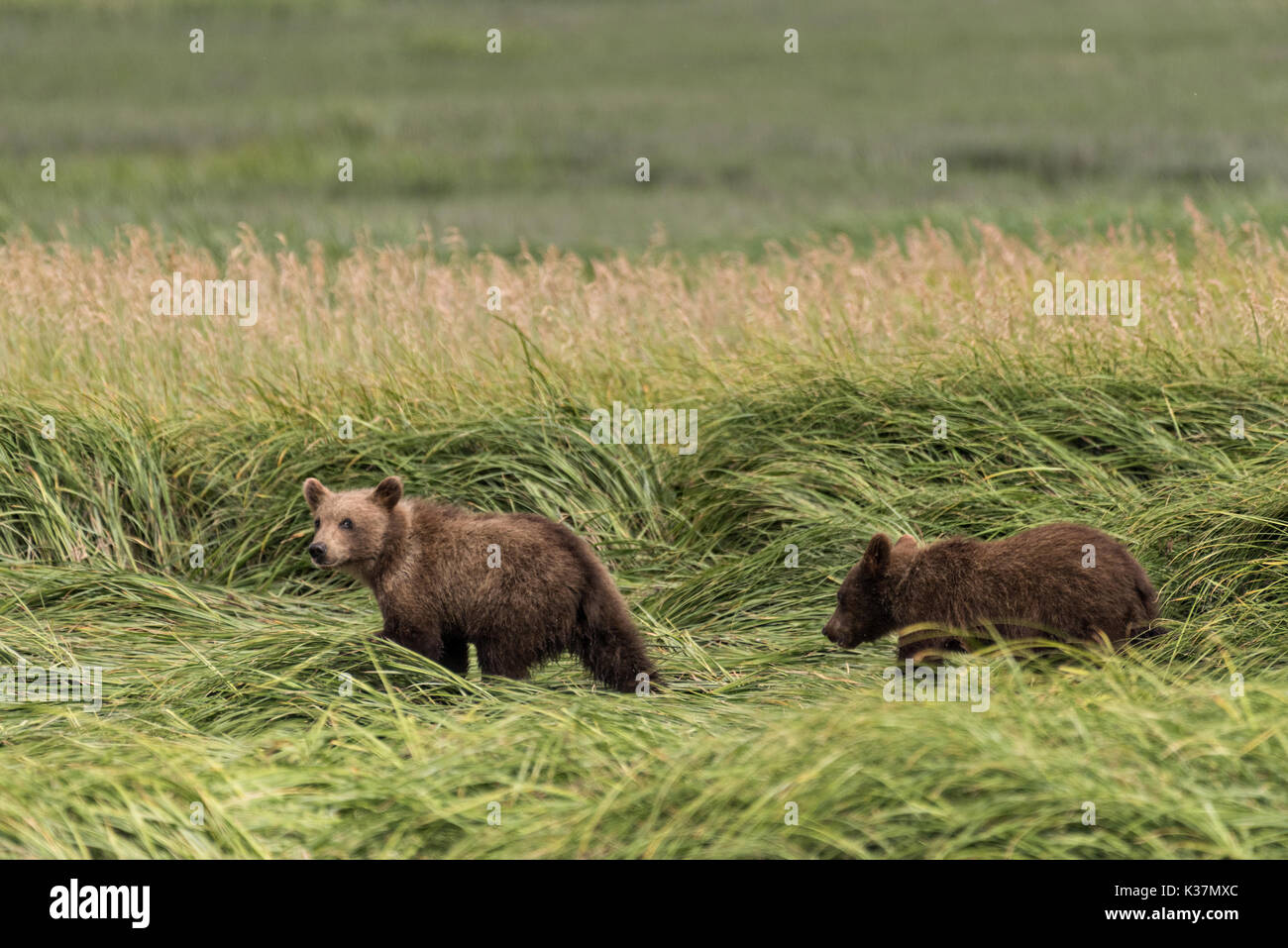 Ein Braunbär spring cubs Spaziergänge durch Segge Gras an der McNeil River State Game Sanctuary auf der Kenai Halbinsel, Alaska. Der abgelegene Standort ist nur mit einer Sondergenehmigung erreichbar und ist der weltweit größte saisonale Population von Braunbären in ihrer natürlichen Umgebung. Stockfoto