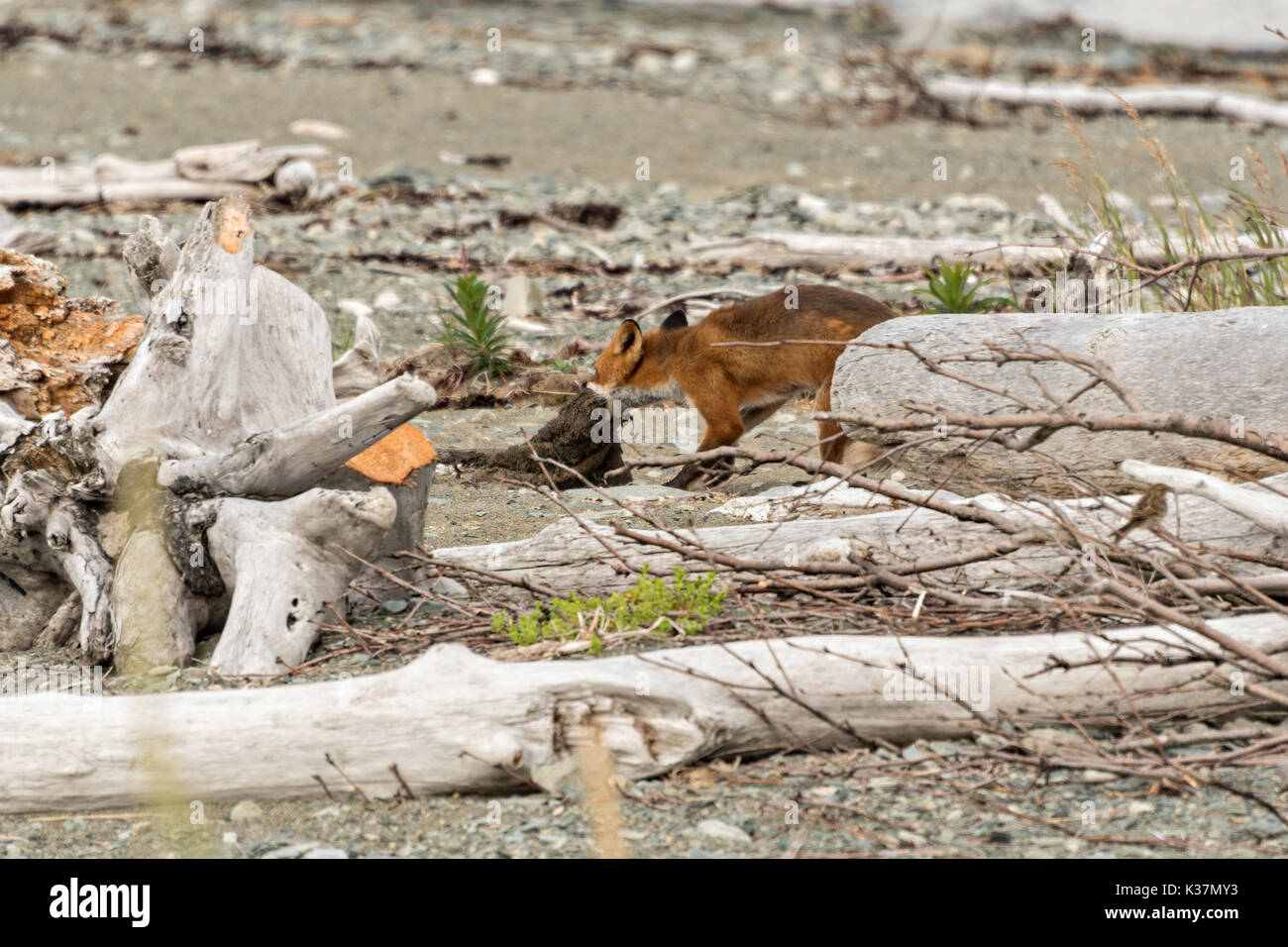 Ein roter Fuchs nach schleppt ein Biber Haut entlang der Strand am McNeil River State Game Sanctuary auf der Kenai Halbinsel, Alaska. Der abgelegene Standort ist nur mit einer Sondergenehmigung erreichbar und ist der weltweit größte saisonale Population von Braunbären in ihrer natürlichen Umgebung. Stockfoto