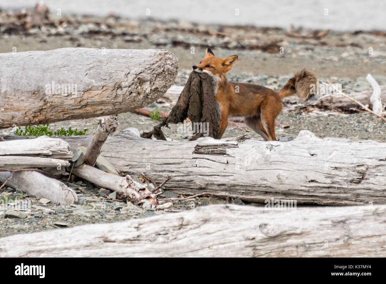 Ein roter Fuchs nach schleppt ein Biber Haut entlang der Strand am McNeil River State Game Sanctuary auf der Kenai Halbinsel, Alaska. Der abgelegene Standort ist nur mit einer Sondergenehmigung erreichbar und ist der weltweit größte saisonale Population von Braunbären in ihrer natürlichen Umgebung. Stockfoto