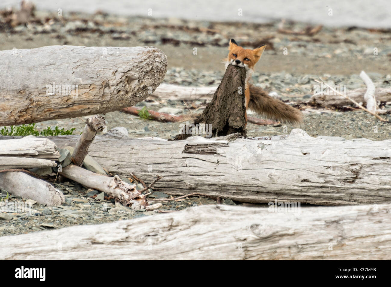 Ein roter Fuchs nach schleppt ein Biber Haut entlang der Strand am McNeil River State Game Sanctuary auf der Kenai Halbinsel, Alaska. Der abgelegene Standort ist nur mit einer Sondergenehmigung erreichbar und ist der weltweit größte saisonale Population von Braunbären in ihrer natürlichen Umgebung. Stockfoto