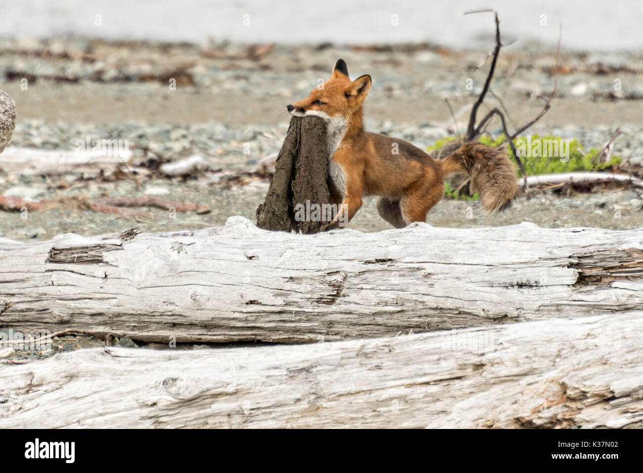 Ein roter Fuchs nach schleppt ein Biber Haut entlang der Strand am McNeil River State Game Sanctuary auf der Kenai Halbinsel, Alaska. Der abgelegene Standort ist nur mit einer Sondergenehmigung erreichbar und ist der weltweit größte saisonale Population von Braunbären in ihrer natürlichen Umgebung. Stockfoto