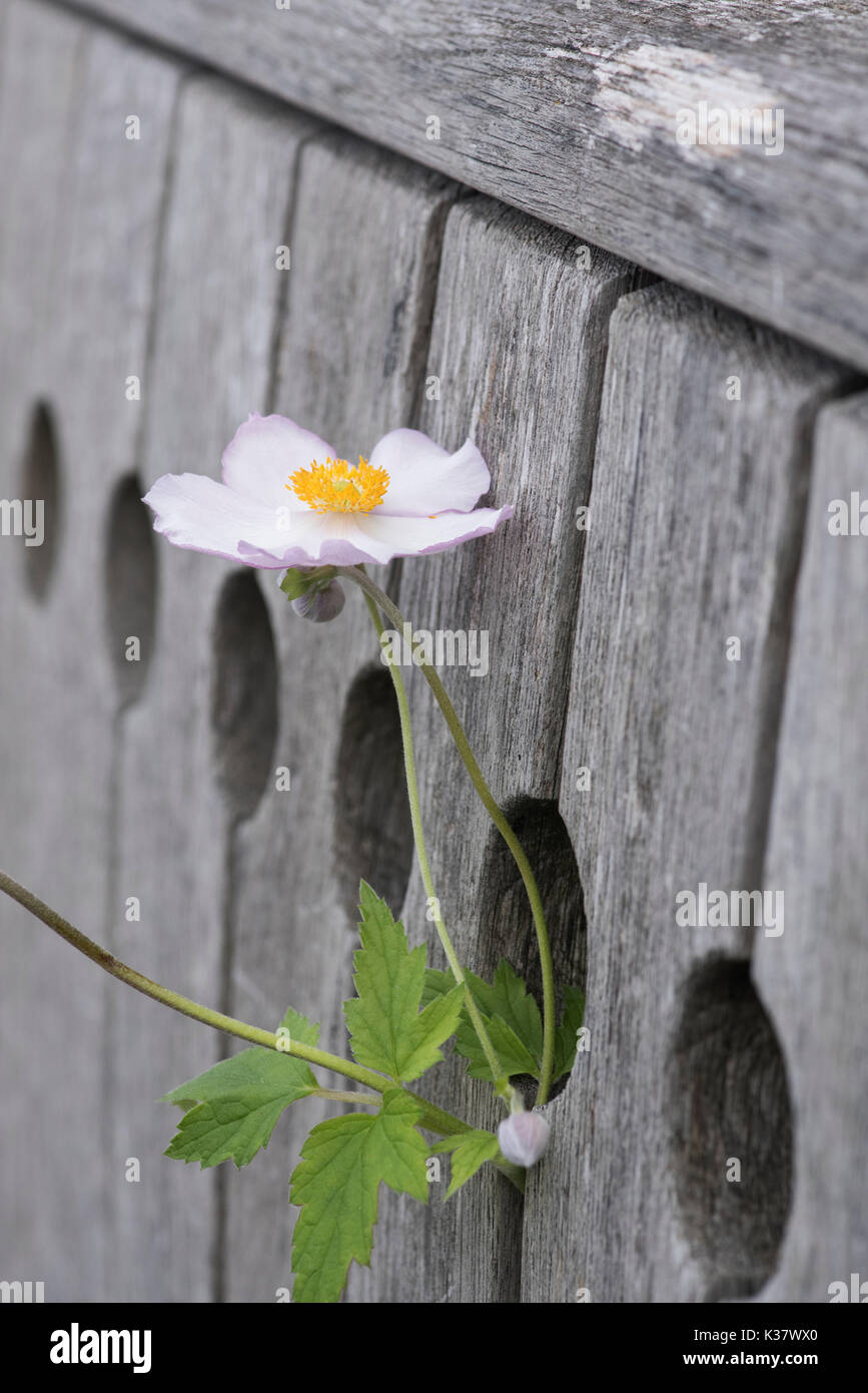 Anemone x hybrida Elegans. Japanische Anemone 'Elegans' Blume Blüte durch ein Holz garten Sitz. Großbritannien Stockfoto