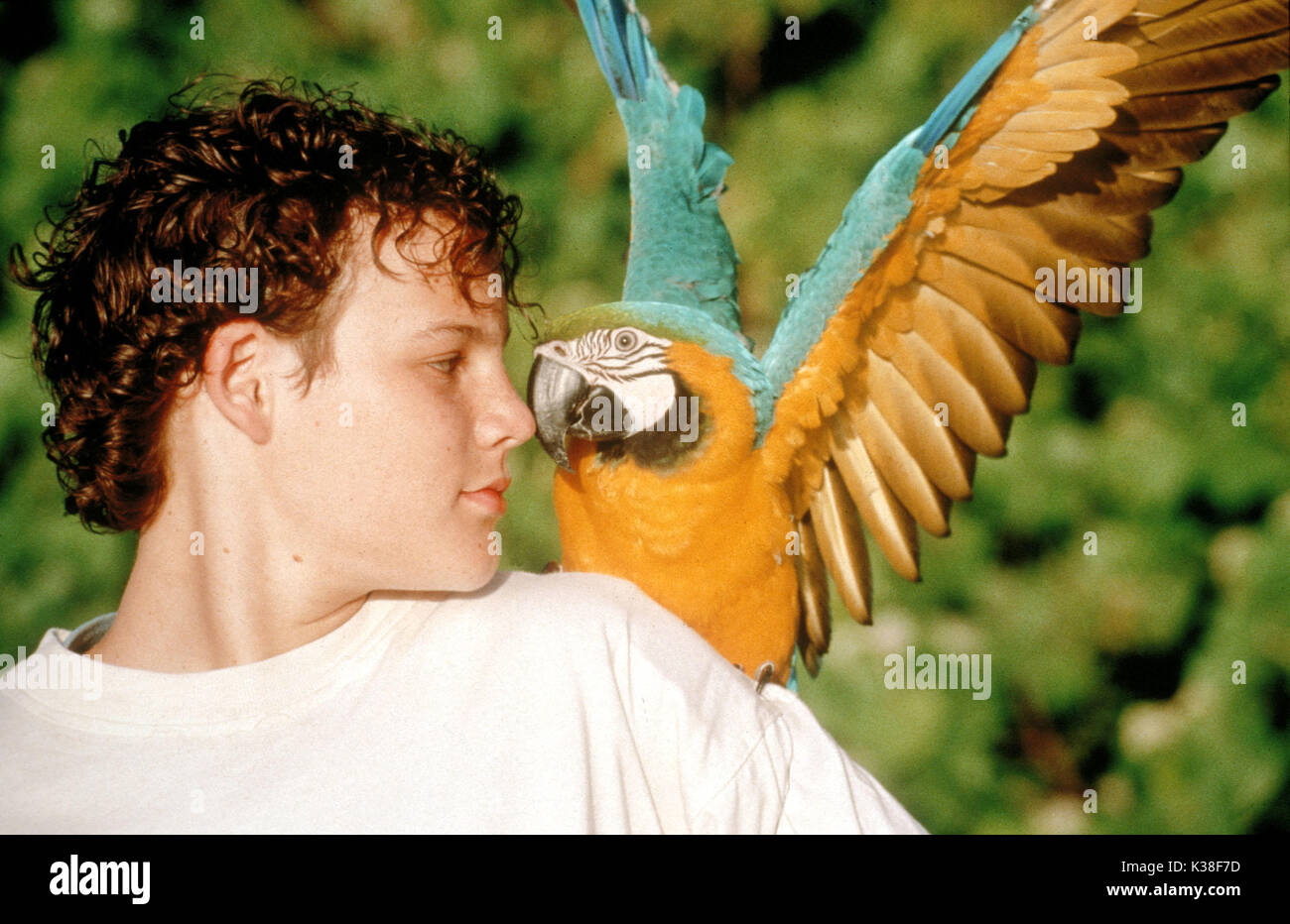 DAS WIRKLICHE MACAW-THEMA: BIRDS BECKER ENTERTAINMENT/BELLWETHER FILMT DEN ECHTEN MACAW Datum: 1998 Stockfoto