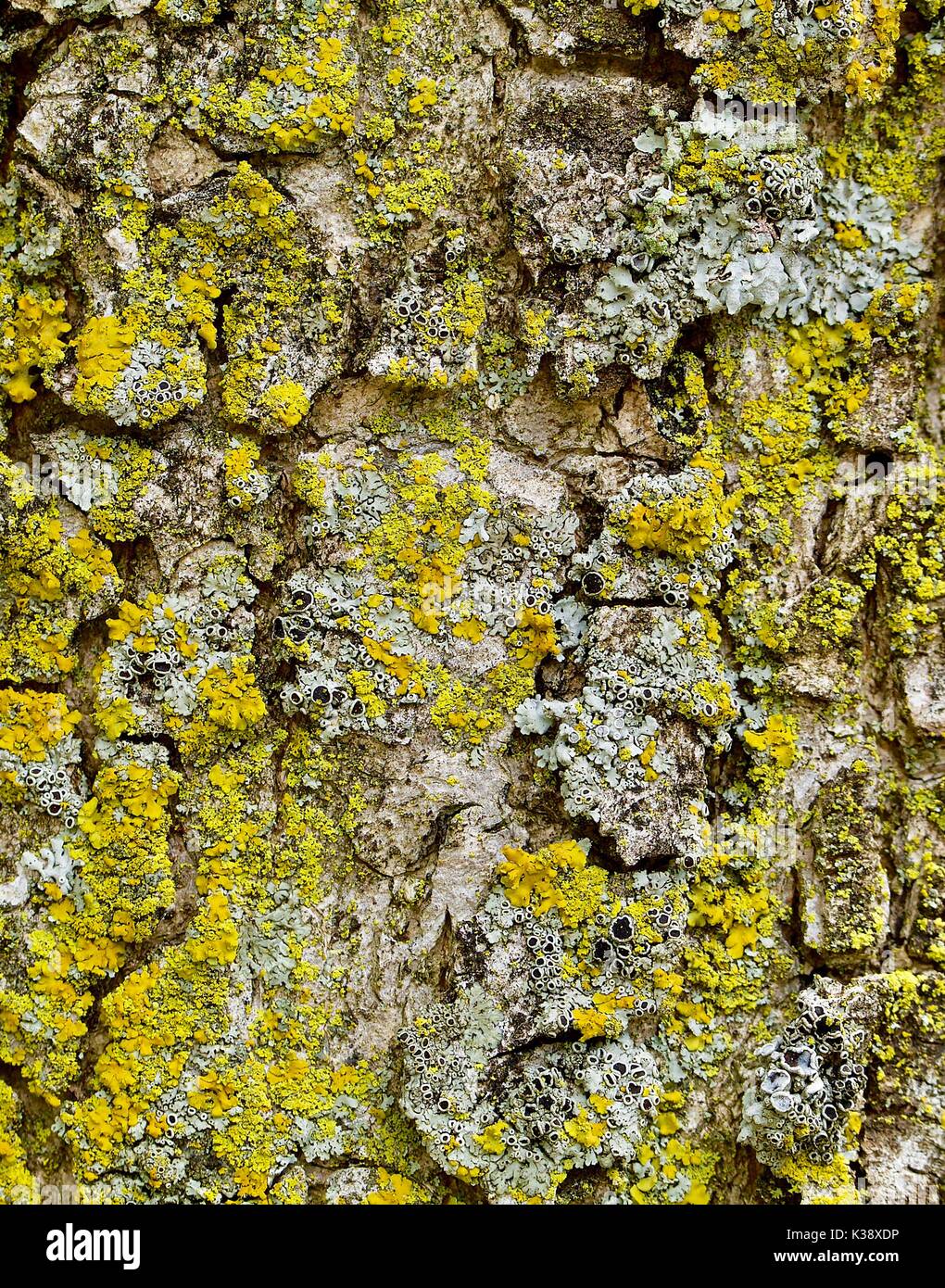 Graue und braune Rinde mit Flechten closeup Stockfoto