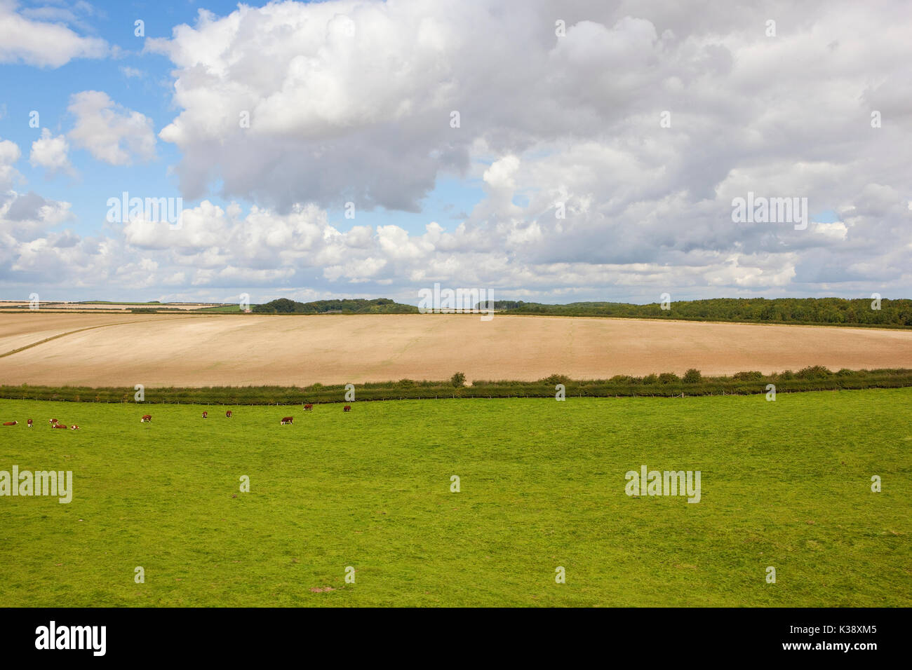 Hereford Rinder grasen auf einer grünen Wiese in der Nähe ein bebautes Feld unter einem blauen Sommer bewölkten Himmel in den Yorkshire Wolds Stockfoto