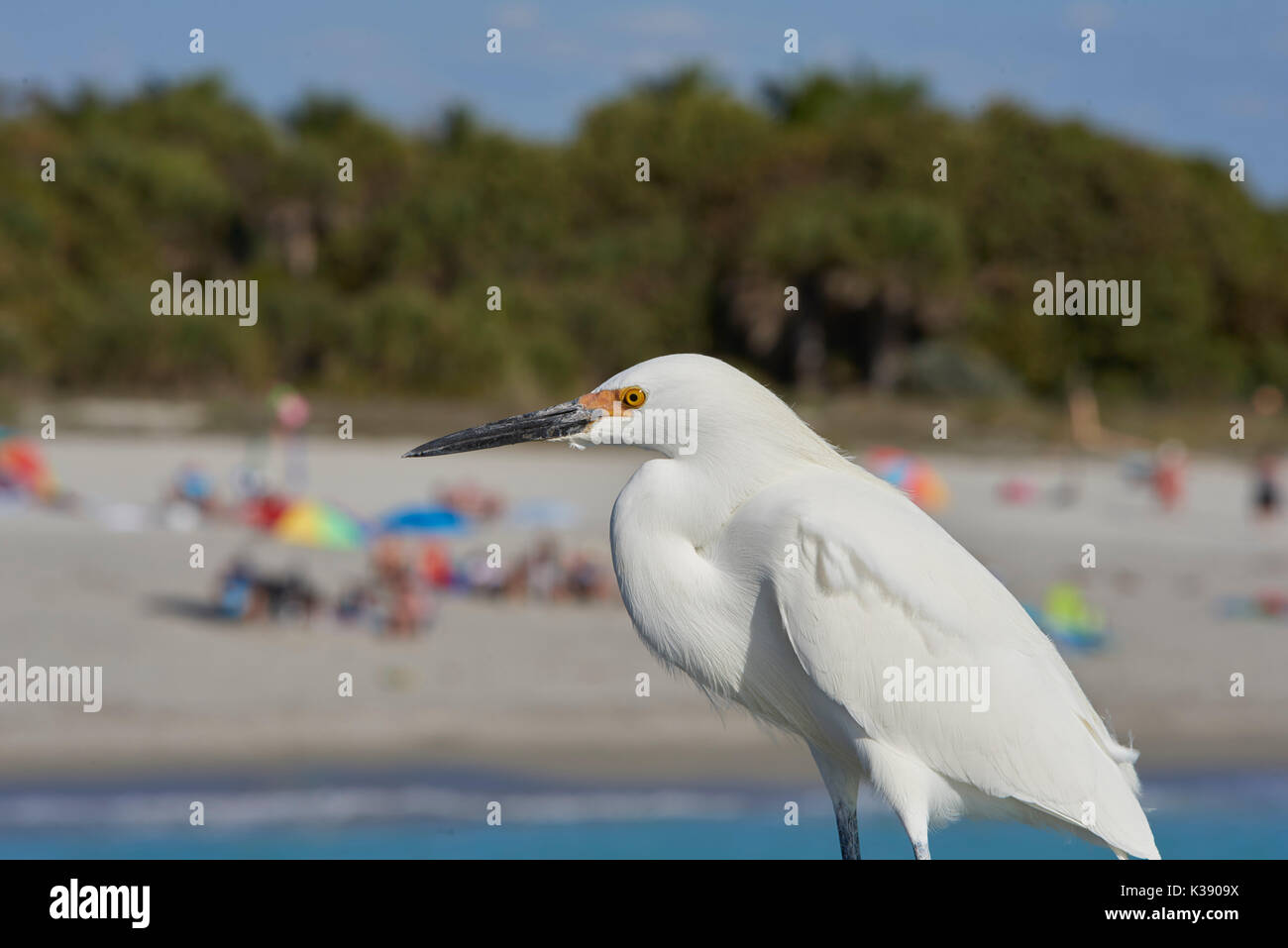 Snowy Egret auf Sharkey Pier in St. Charlotte, Florida Stockfoto