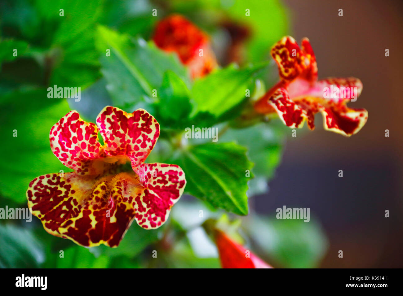 Lanzettliches blatt Fotos und Bildmaterial in hoher Auflösung Alamy