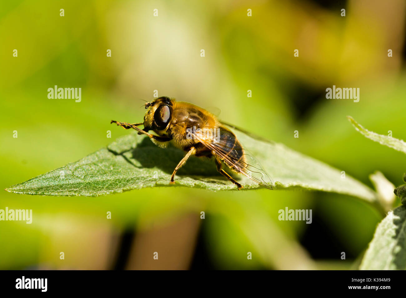 Honig Biene auf einer sommerflieder Blatt Stockfoto