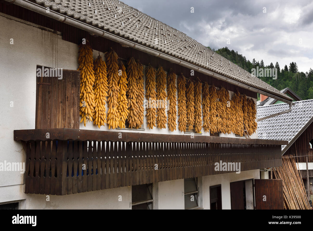 Maiskolben hängen unter dem dachvorsprung von einem Stein Fliesen Dach Haus mit Balkon in Selo Dorf in Bled Slowenien zu trocknen Stockfoto