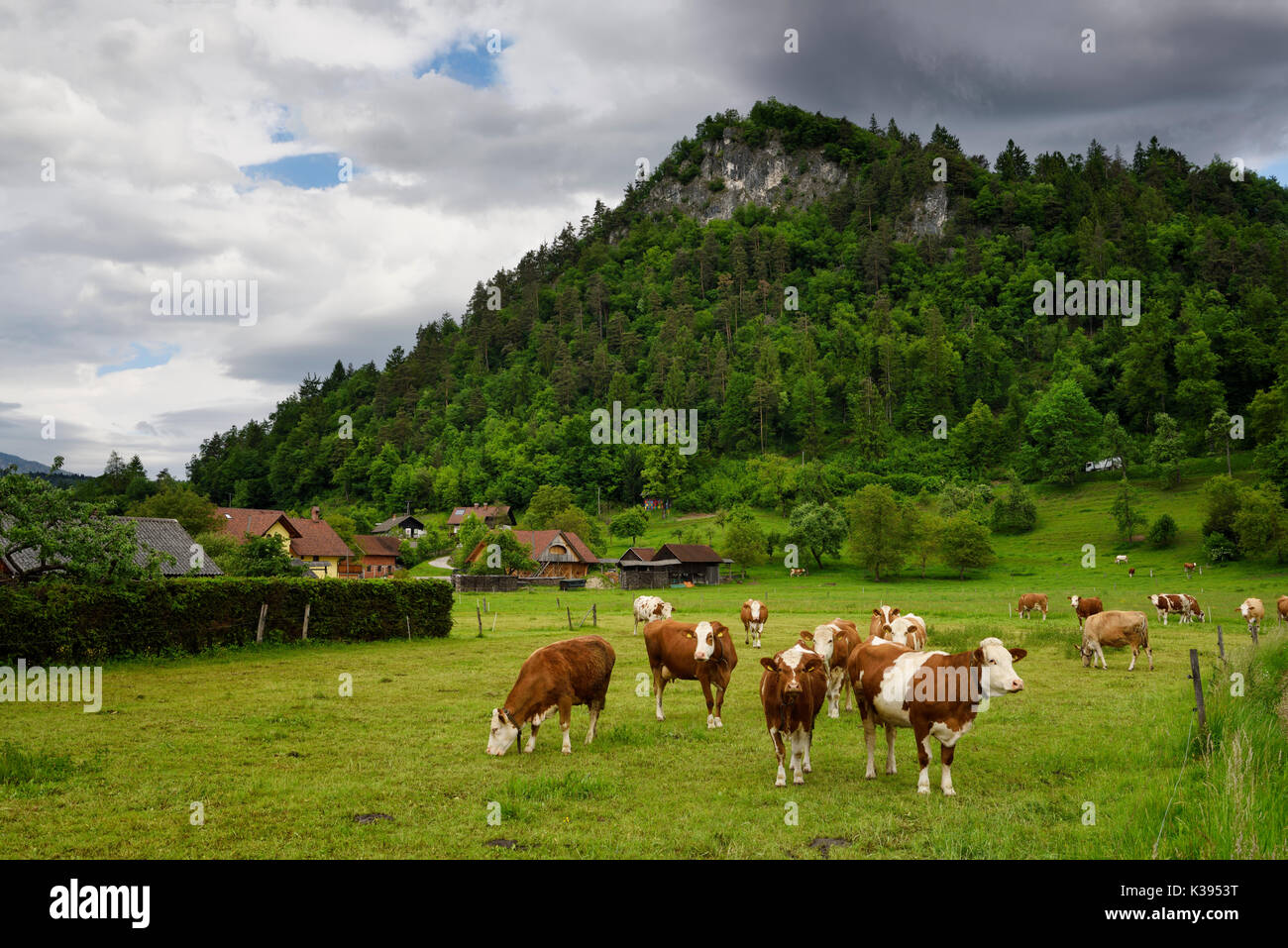 Traditionell heimischen Cika Kühe im Feld im Frühjahr Region Gorenjska Selo pri Bledu Dorf in der Nähe von Bled Slowenien gezüchtet Stockfoto