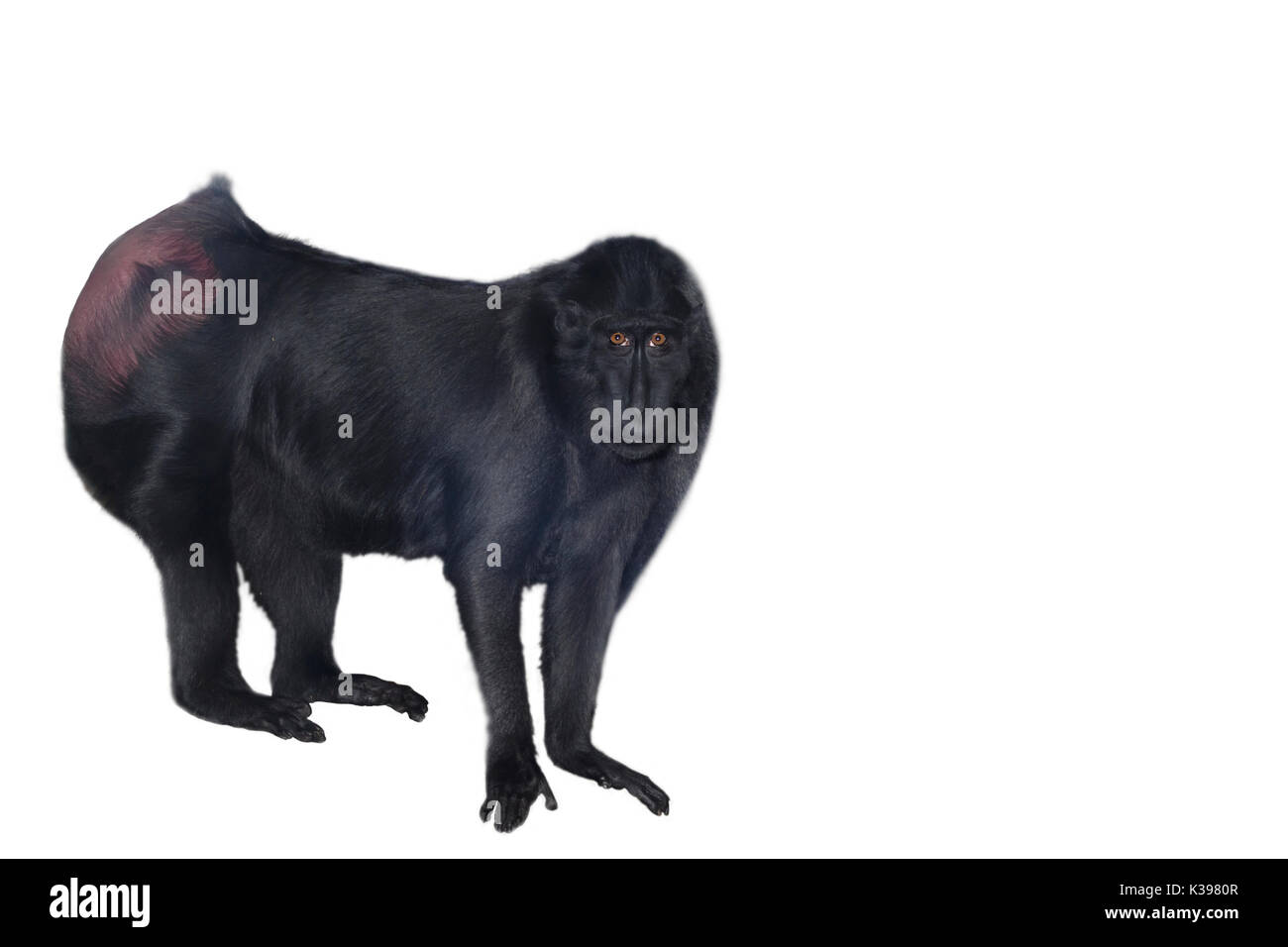 Sulawesi Makaken (Macaca nigra) auf weißem Hintergrund Stockfoto