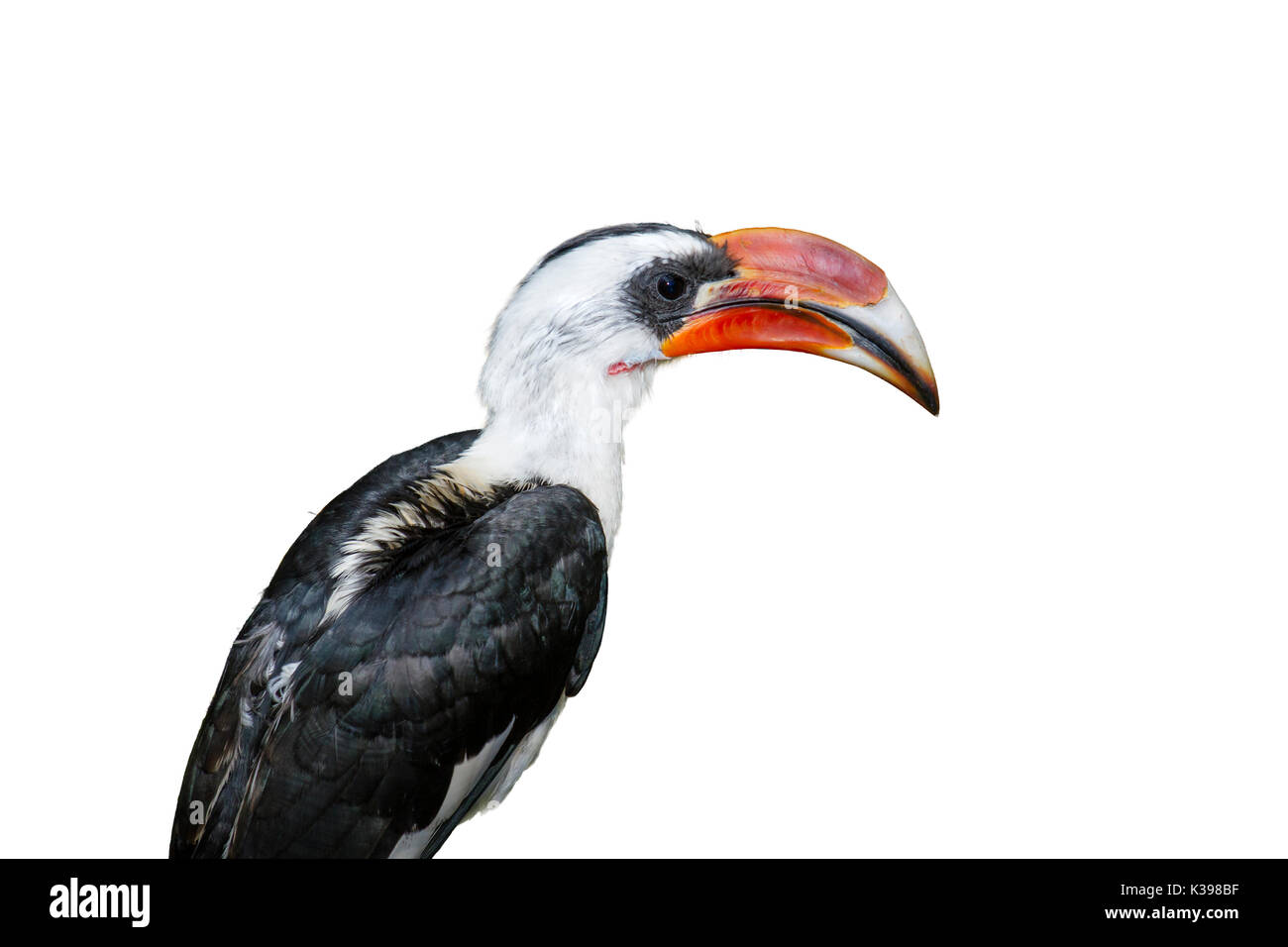 Von der Decken's Hornbill auf weißem Hintergrund Stockfoto