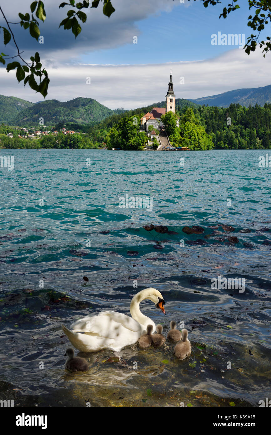 Höckerschwan Mutter mit Jungen downy Cygnets in türkisfarbenen See Bled mit Wallfahrtskirche Maria Himmelfahrt auf der Insel Bled Slowenien Stockfoto