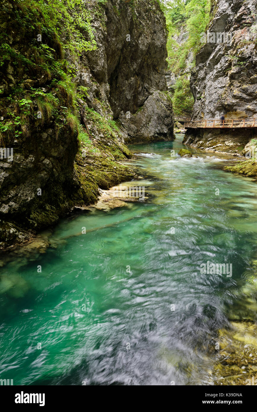 Holz Gehweg entlang der klaren smaragdgrünen Wasser der Fluss Radovna auf schmalen, steilen Schlucht Vintgar Region Gorenjska in Slowenien Stockfoto