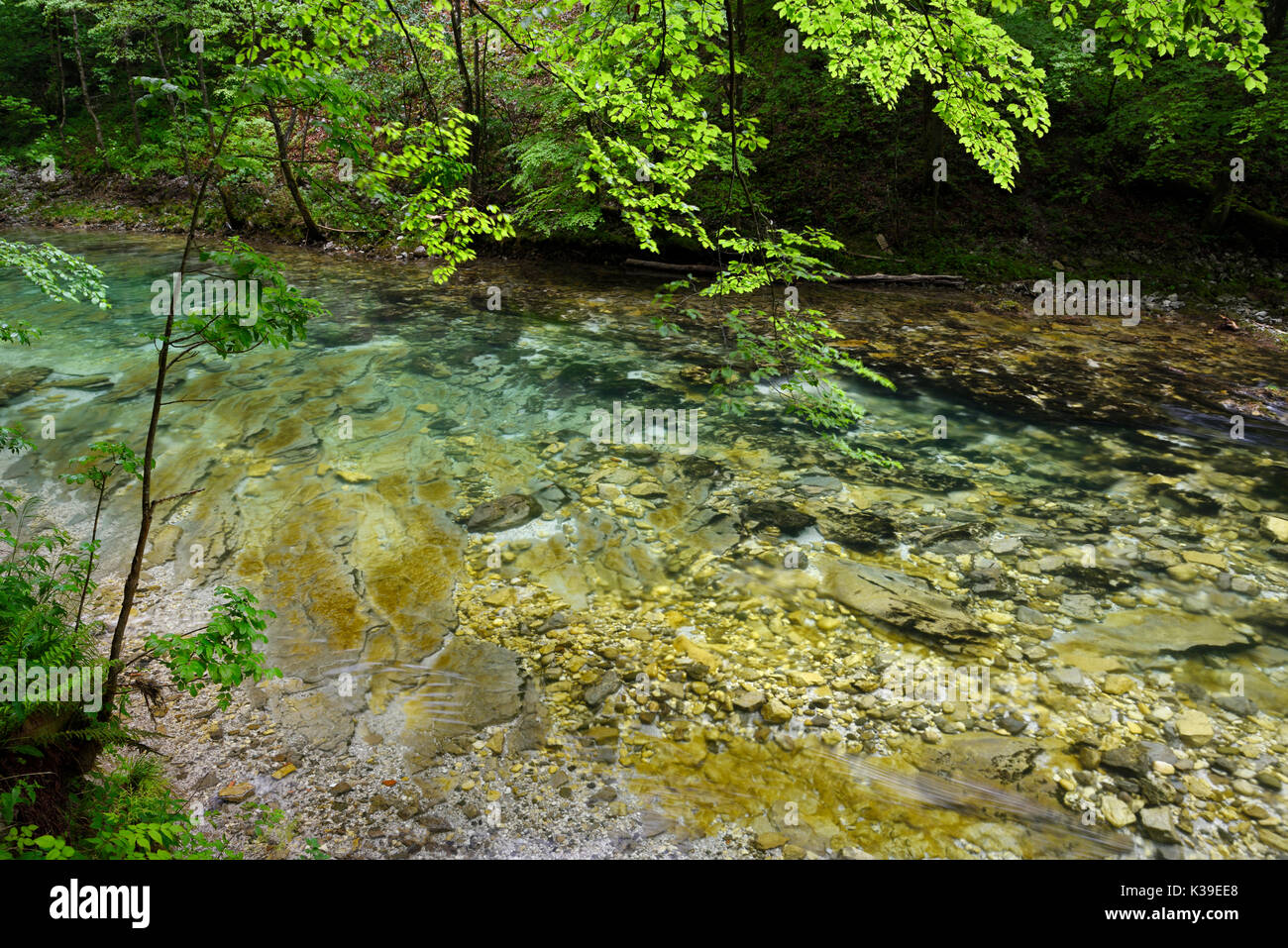 Klare saubere grüne Wasser der Radovna Fluss in einem Frühjahr Regen über Kalkstein an der Schlucht Vintgar Region Gorenjska Slowenien fließt Stockfoto