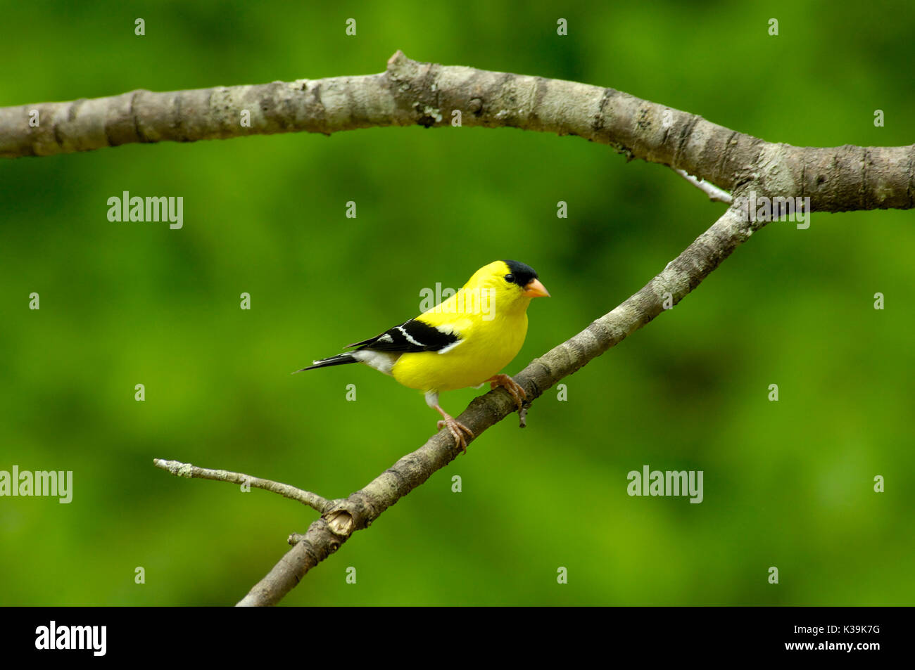 Eine amerikanische Stieglitz Männchen zeigt seine stattliche Zucht Gefieder auf einen Kirschbaum Extremität in Tennessee, USA. Stockfoto