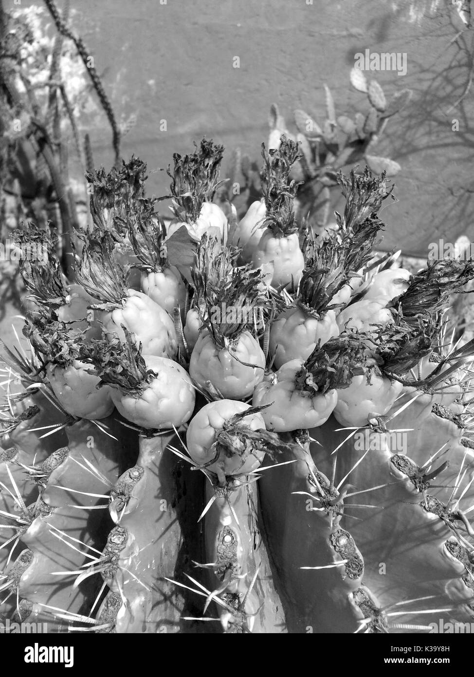 Einige Kakteen auf der Wüste Stockfoto