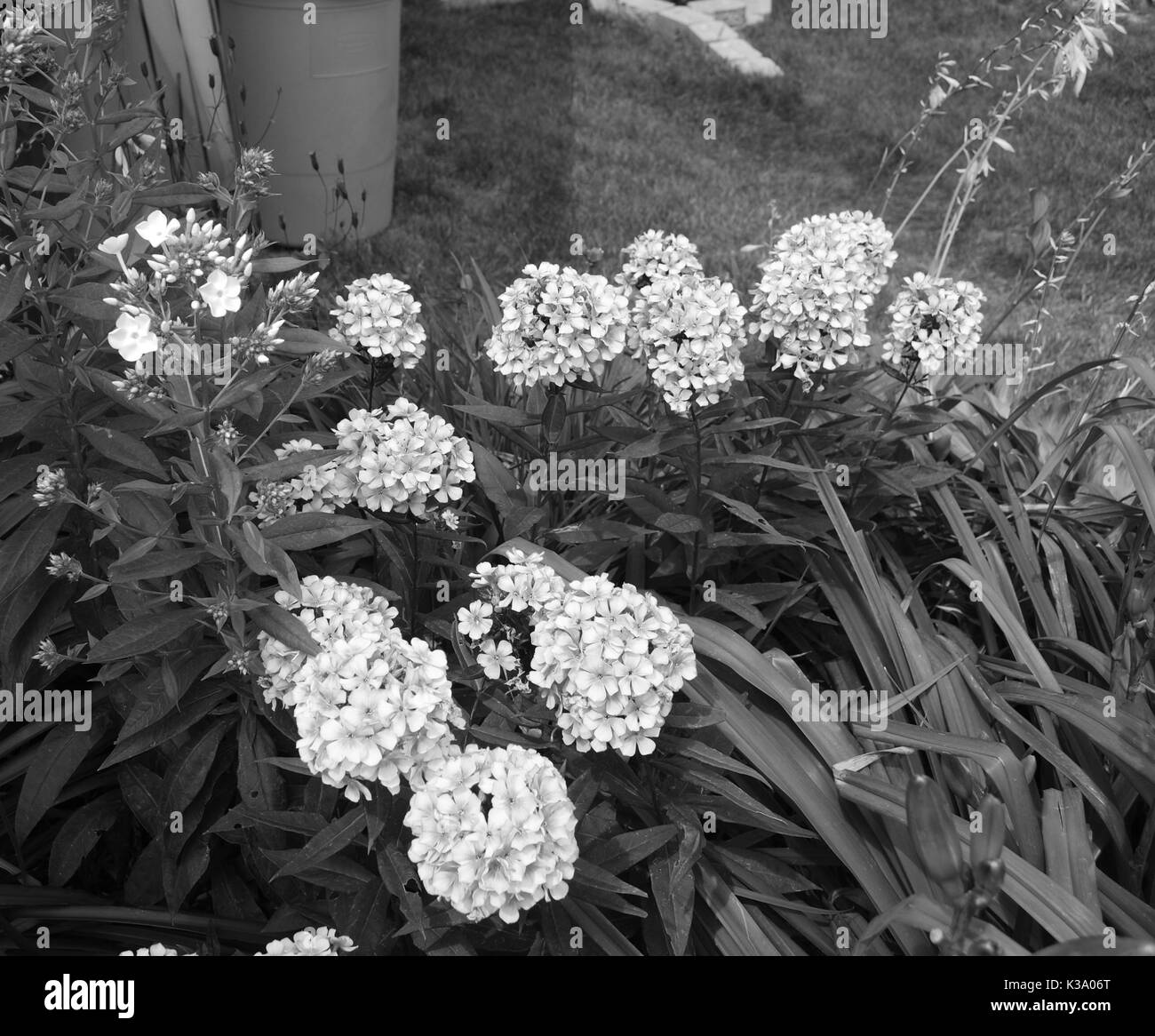 Einige Blumen im Garten Stockfoto