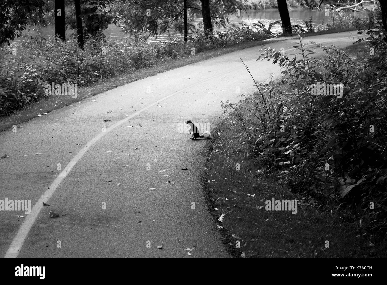 Eichhörnchen auf der Straße. In der Nähe des Flusses Stockfoto