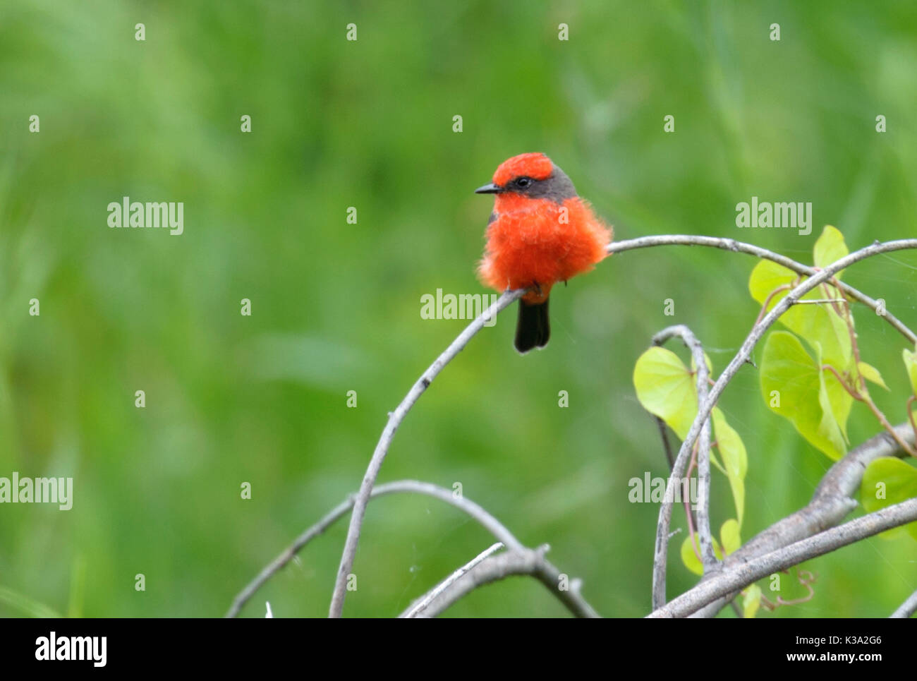 Vermillion Fliegenfänger (Pyrocephalus rubinus) auf einem Zweig, Chapala, Jalisco, Mexiko gehockt Stockfoto