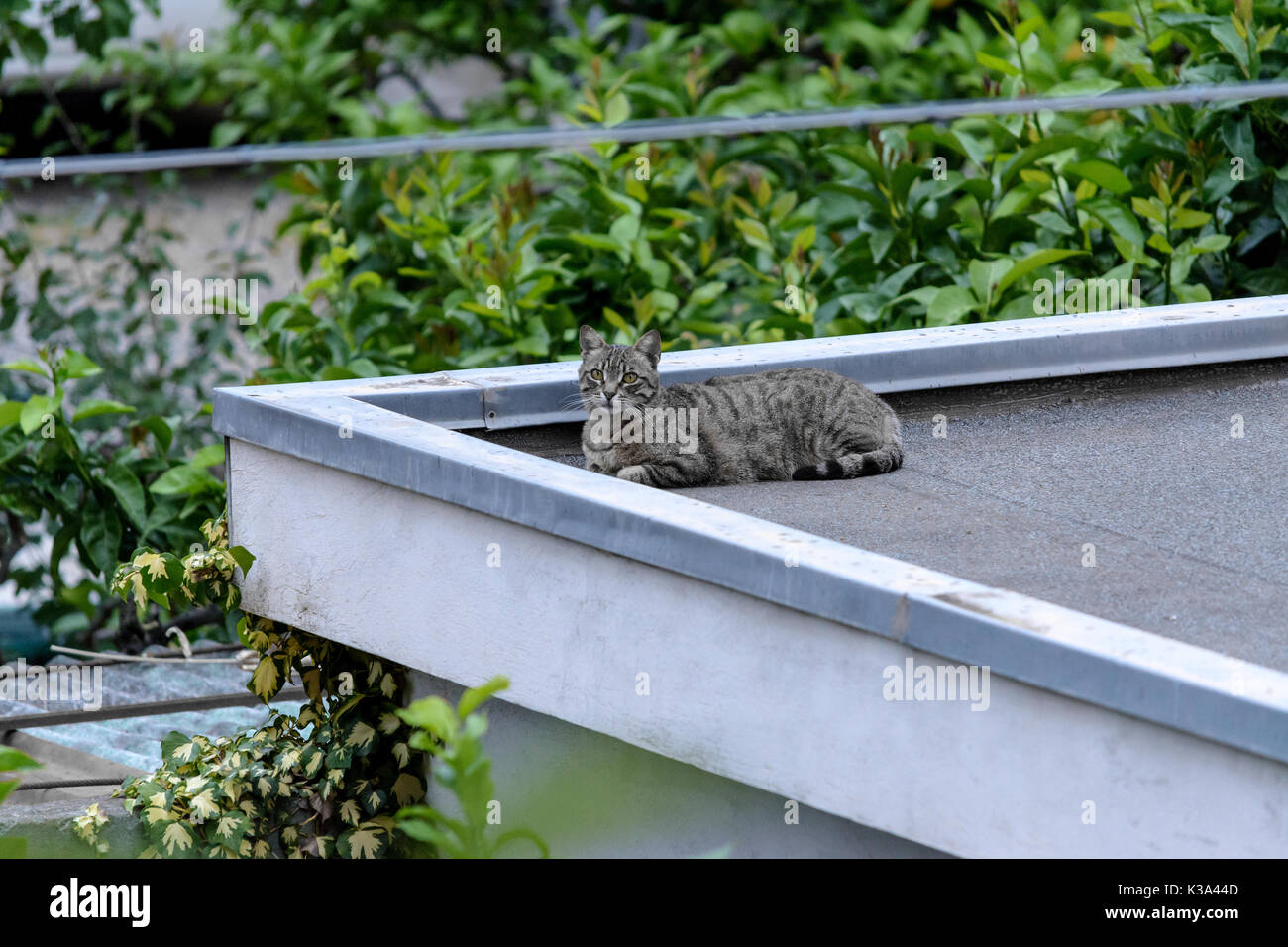 Katze auf dem Dach einer Garage Stockfoto