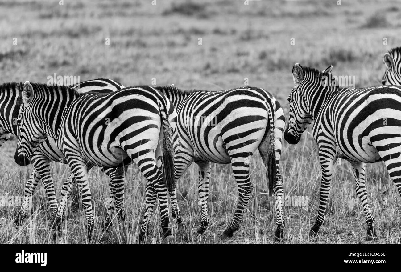 Herde von Ebenen oder Burchell's Zebra, Equus burchellii, Wandern in der Savanne, Masai Mara, Kenia, während der großen Migration, in Schwarzweiß Stockfoto