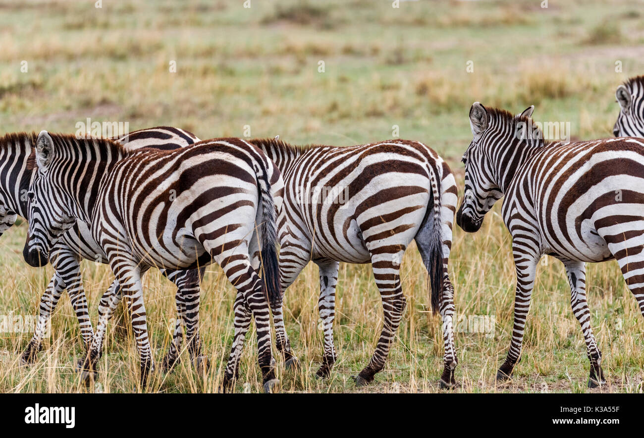 Herde von Ebenen oder Burchell's Zebra, Equus burchellii, Wandern in der Savanne, Masai Mara, Kenia während der großen Migration Stockfoto