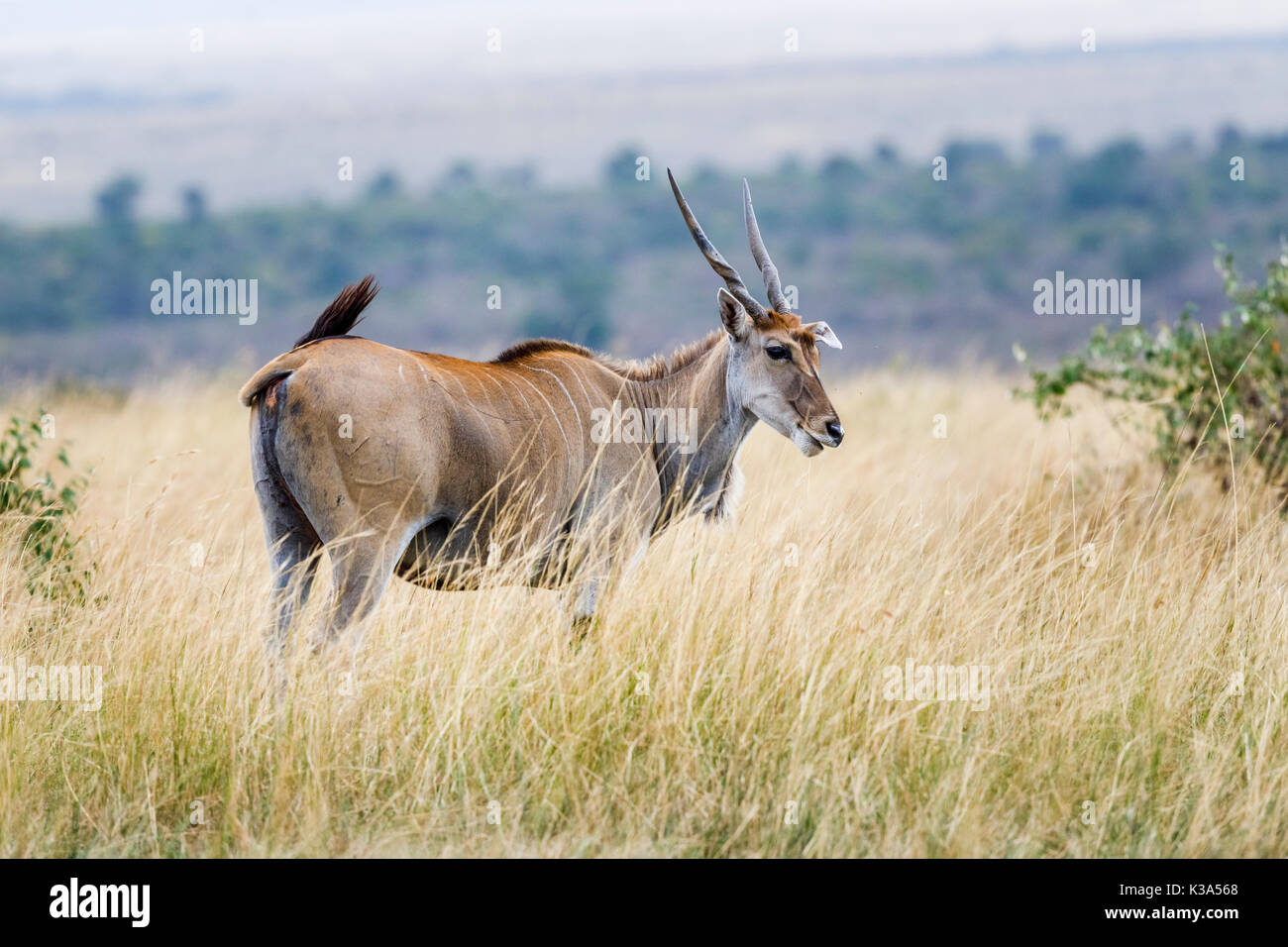Blick auf gemeinsame eland Antilopen, taurotragus Oryx, mit großen spiralförmigen Hörnern, Masai Mara, Kenia, in langen Gras in der Savanne Stockfoto