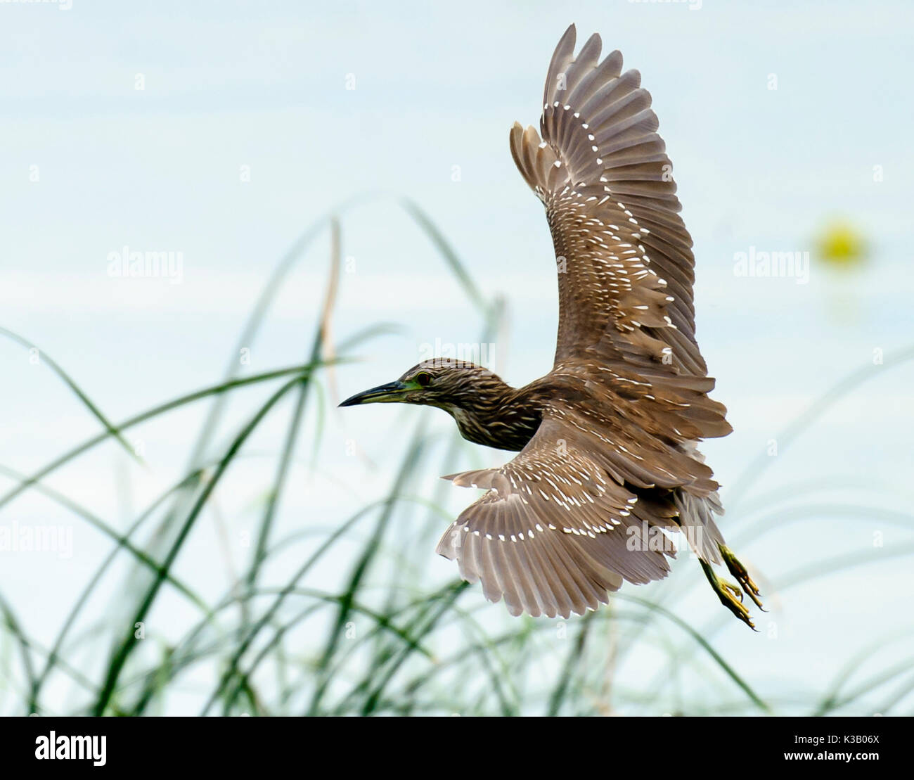 Unreife Schwarz - gekrönte Nachtreiher (Nycticorax nycticorax) im Flug, der Lago de Chapala, Jalisco, Mexiko Stockfoto