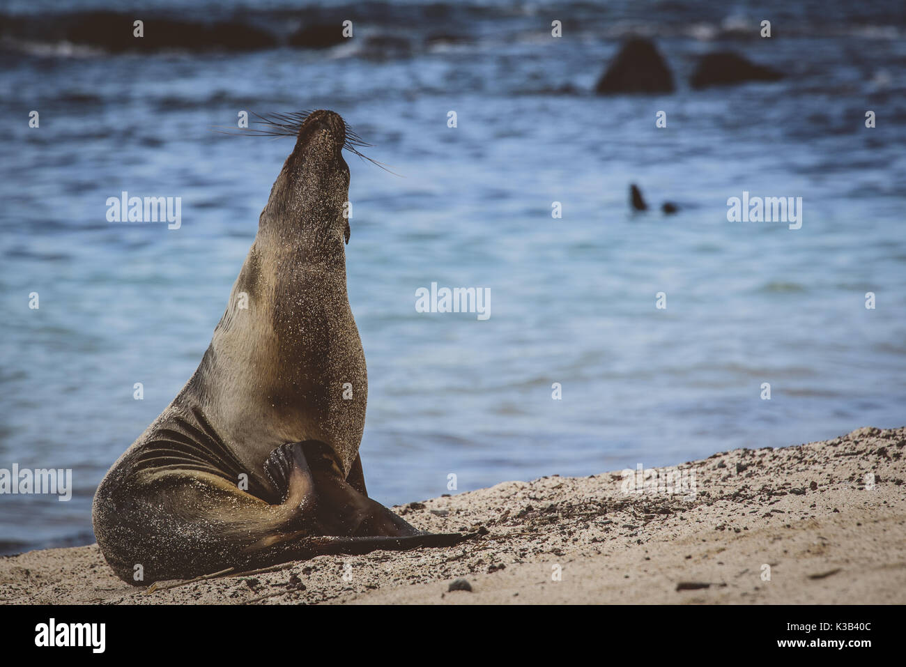 Seelöwen posing/watschelte auf der Galapgos Inseln Stockfoto