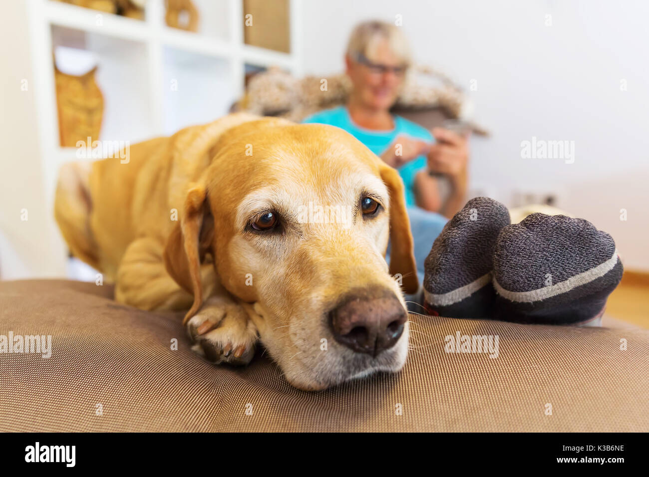 Labrador Retriever liegt auf einem Sitzmöbel, während eine reife Frau im Hintergrund ist Telefonieren Stockfoto