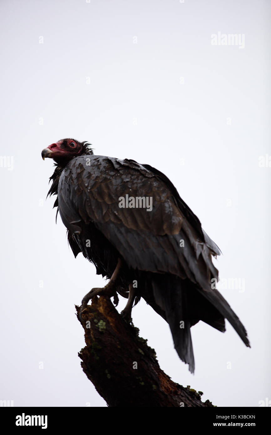 Ein Truthahngeier thront auf einem Ast im Regen in Woodside, Kalifornien Stockfoto
