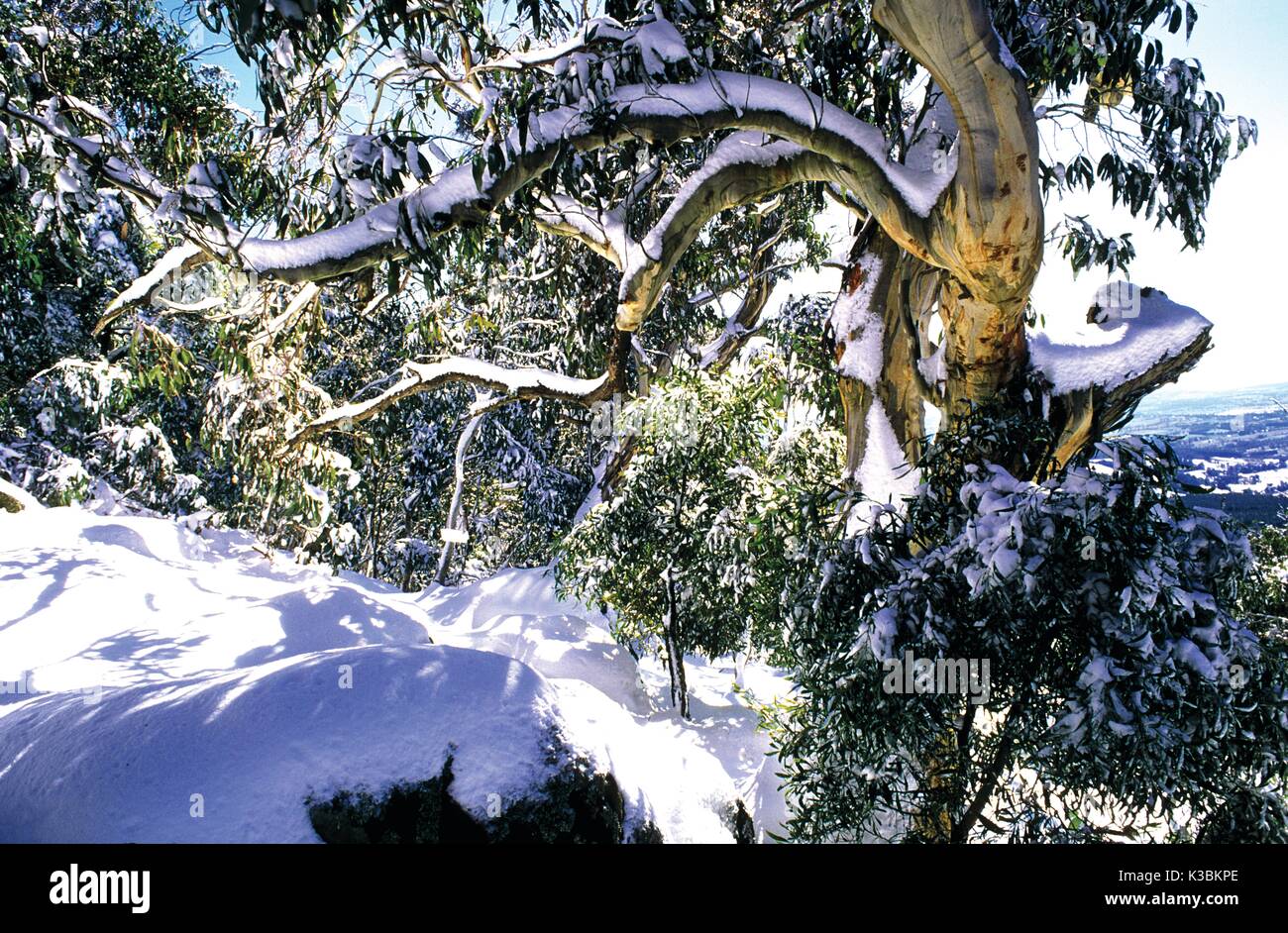 Schnee auf Mount Canobolas Australien Stockfoto