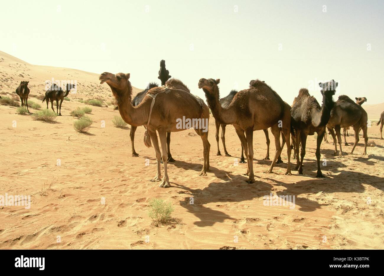Kamele in der Nähe der Shaybah Gas öl Luftzerlegungsanlage (gosp), eine große Gas-, Öl- und Produktionsstätte in das Leere Viertel Wüste Saudi Arabiens, in der Nähe der Grenze zu den Vereinigten Arabischen Emiraten. Stockfoto