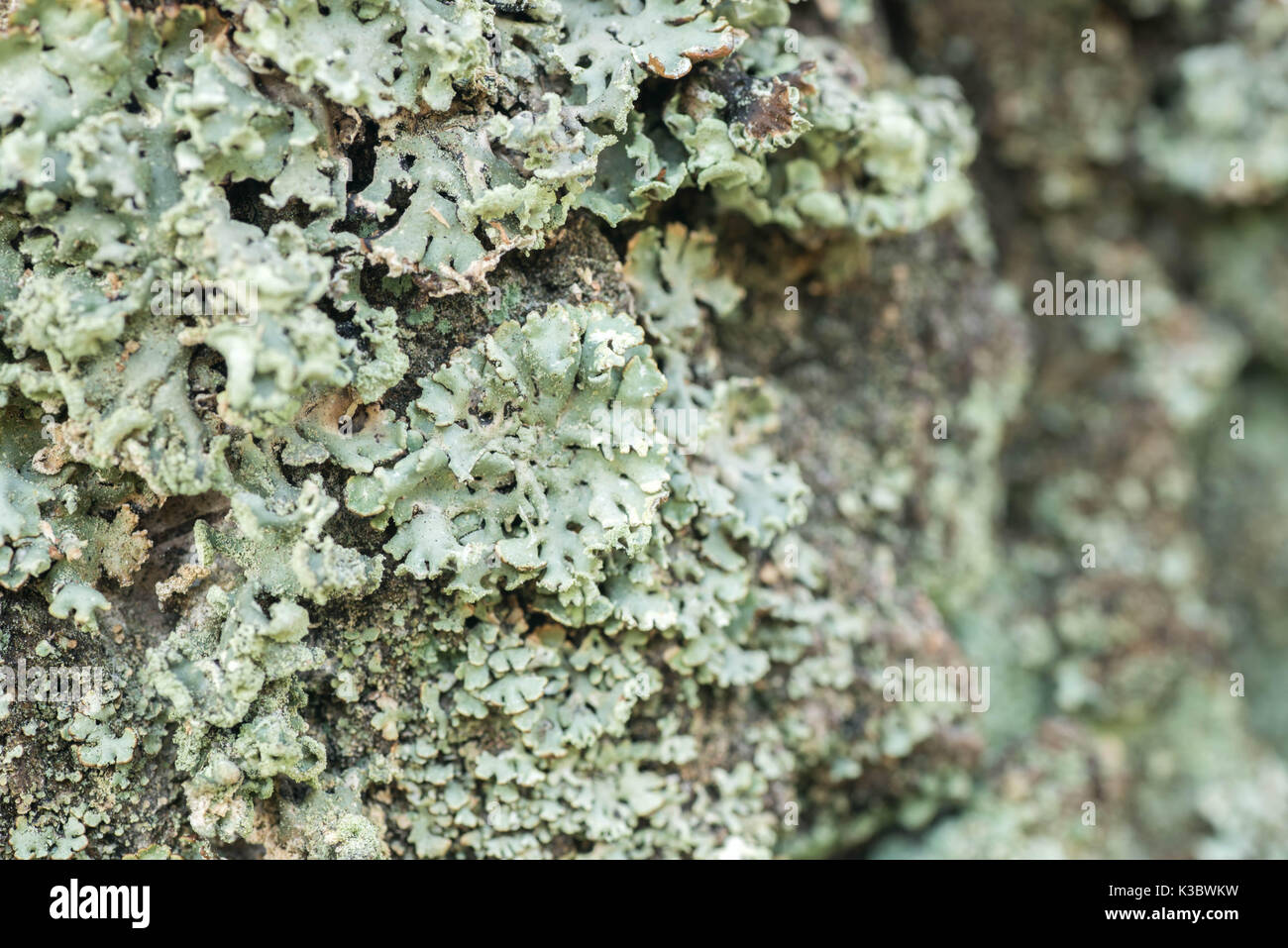 Lichenized Pilze und Flechten auf Birkenrinde selektiven Fokus Makro Stockfoto