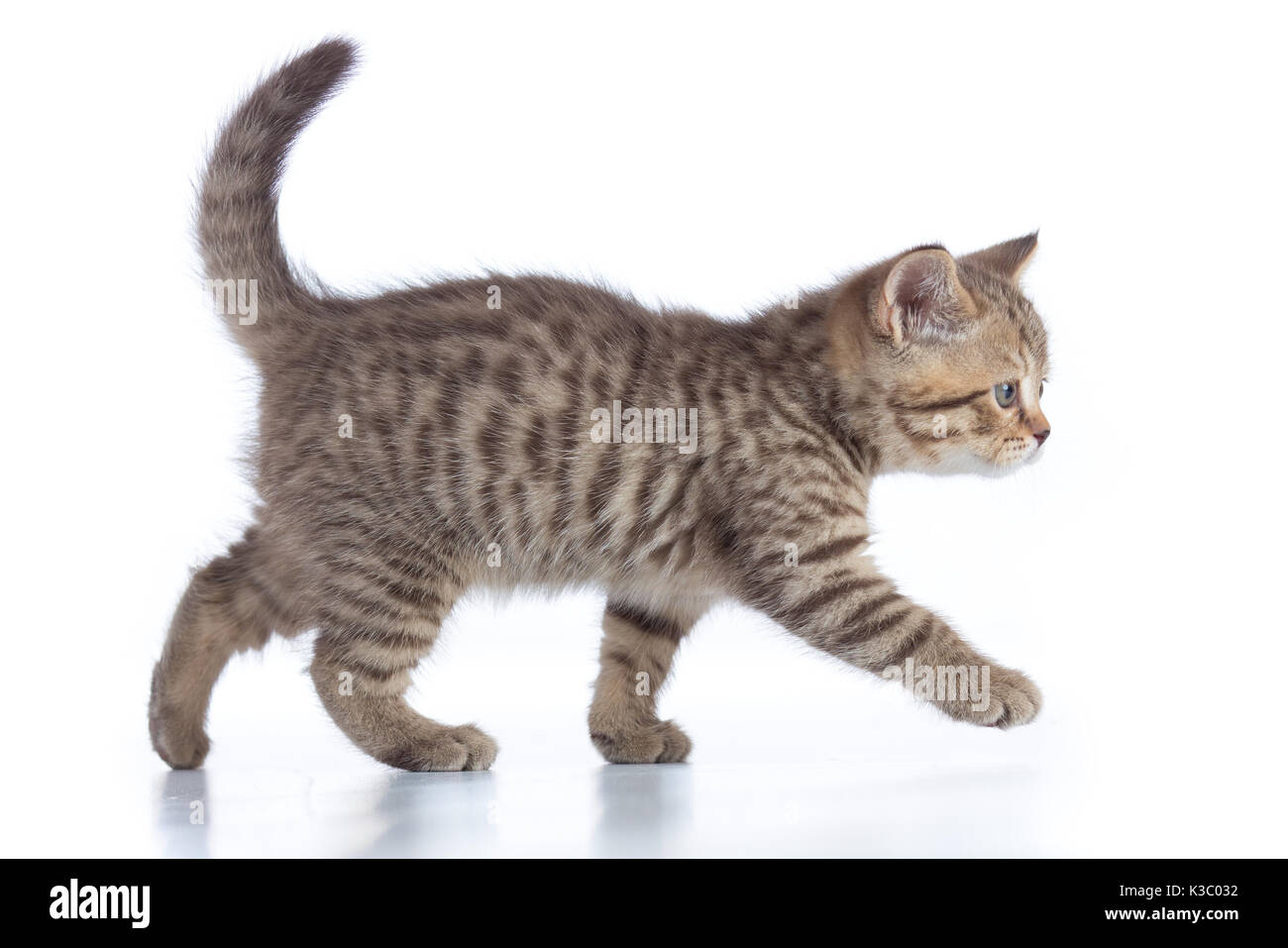 Scottish kitten zu Fuß auf weißem Hintergrund Stockfoto