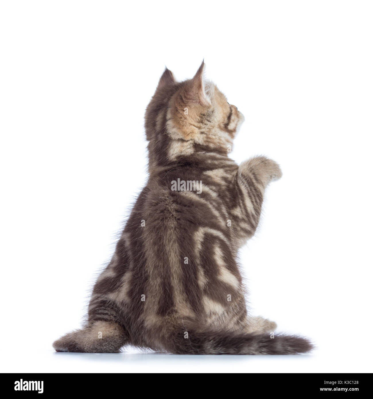 Ansicht der Rückseite des verspielten tabby-cat Kitten auf weißem Hintergrund Stockfoto