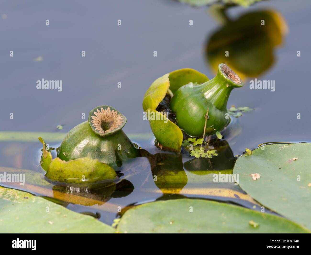 Brandy Flasche, Nuphar lutea, verbrachte Blütenknospen auf der Wasseroberfläche. Stockfoto