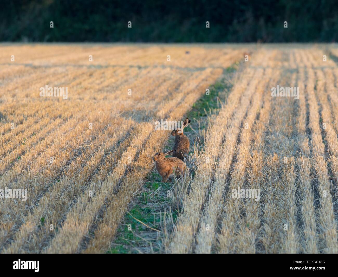 Stroh im stoppel Feld Stack mit Hase läuft Stockfoto