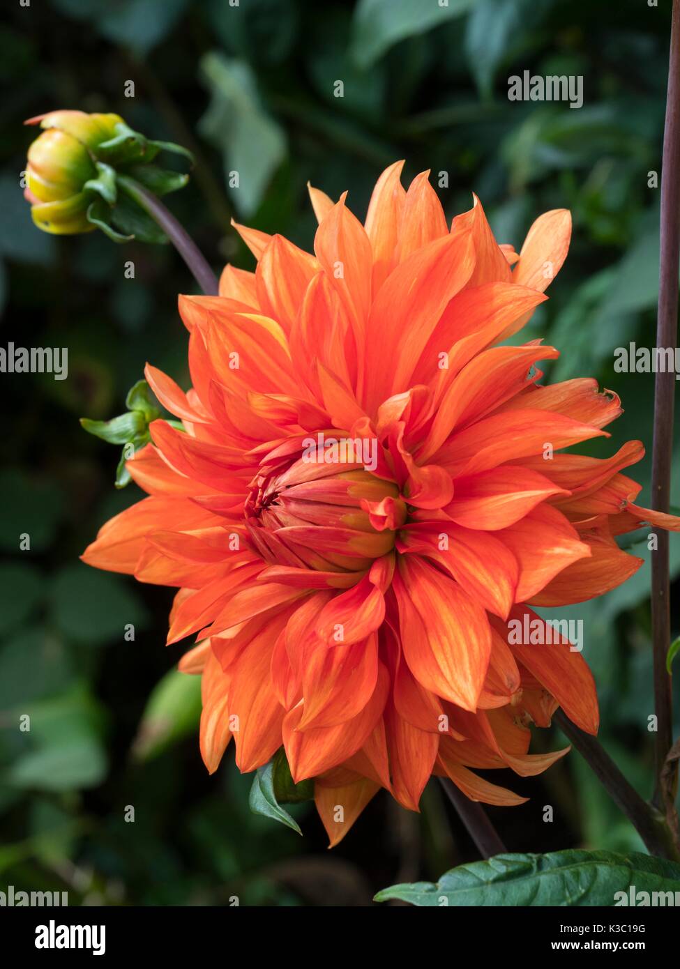 Ein eileen Fotos und Bildmaterial in hoher Auflösung Alamy