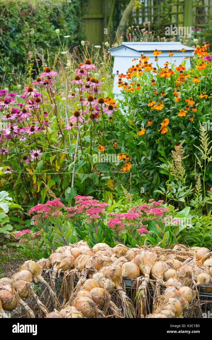 Hauptkultur Zwiebeln, Sturon, Trocknen, mit Blume Grenze und den Bienenstock im Hintergrund. Stockfoto