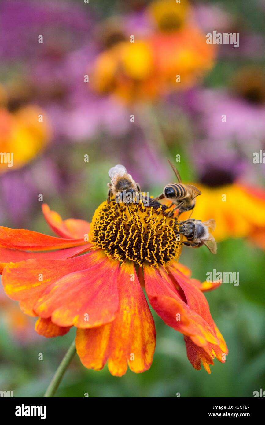 Großbritannien - Honigbiene Apis mellifera, Fütterung auf heleniums, ahins Early Flowerer, Norfolk, England, August. Stockfoto