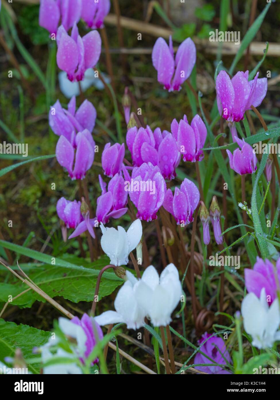 Herbst Alpenveilchen Herbst - blühende Arten, Cyclamen Hederifolium, Stockfoto