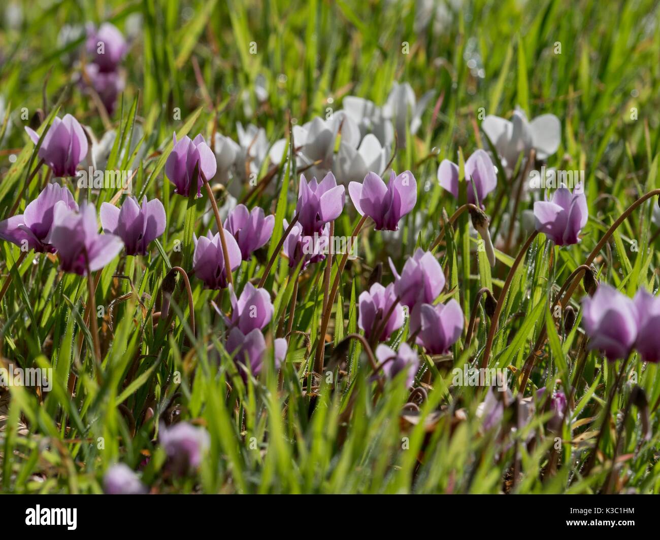 Herbst Alpenveilchen Herbst - blühende Arten, Cyclamen Hederifolium, Stockfoto