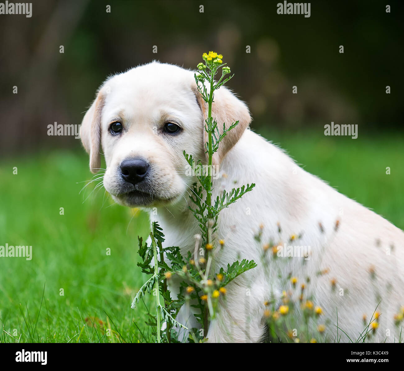 dudley der labrador welpen beim spielen im garten inmitten der wilden blumen stockfotografie alamy
