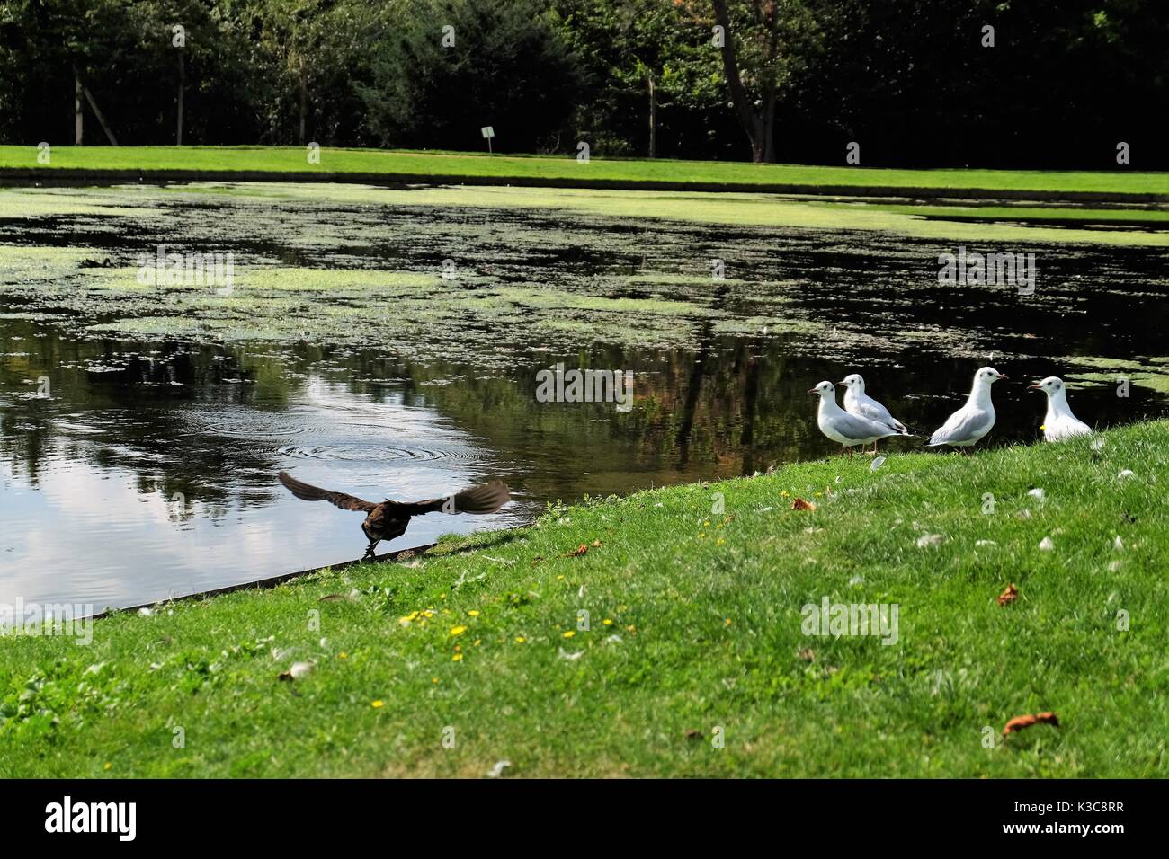 Bushy Park Wasser Garten Stockfoto