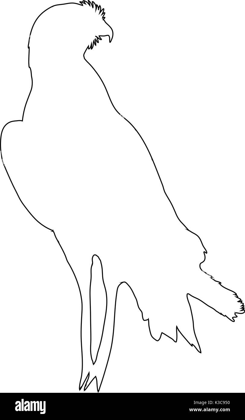 Umrisse einer afrikanischen Chanting Goshawk Stock Vektor
